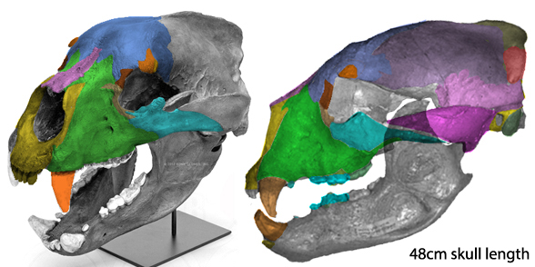 Arctodus skull