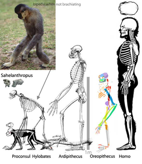 Ardipithecus and Oreopithecus to scale with Homo sapience human