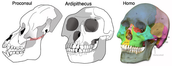 Ardipithecus compared to Homo