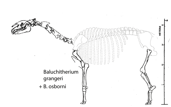 Baluchitherium osborni