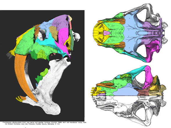 Barbourofelis fricki skull