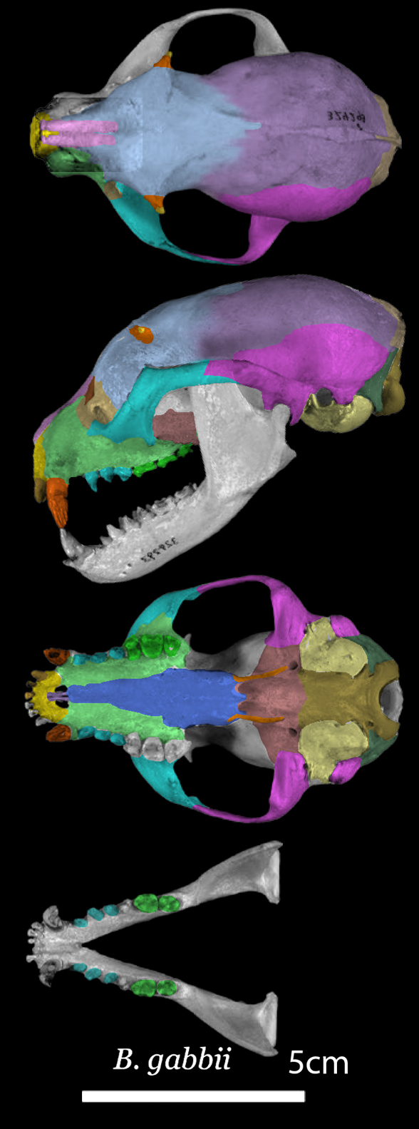 Bassaricyon skull in 3 views