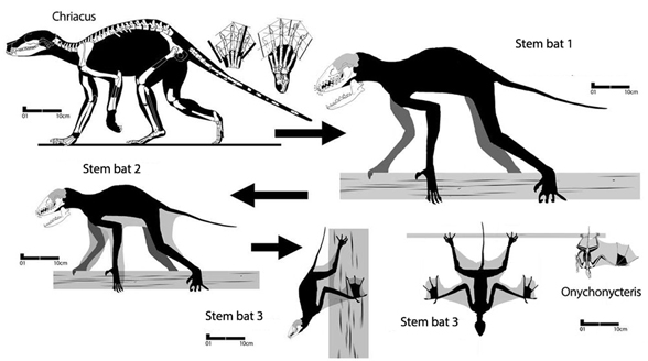 http://www.reptileevolution.com/images/archosauromorpha/synapsids/mammals/bat-ancestor588.jpg