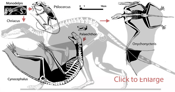 http://www.reptileevolution.com/images/archosauromorpha/synapsids/mammals/bat-origins588.jpg