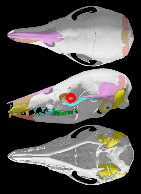 Caenolestes skull and invivo