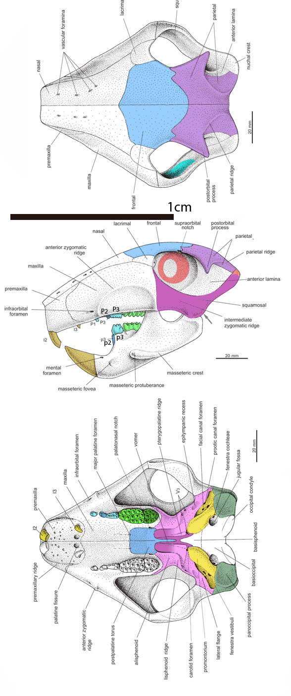 Catopsbaatar skull diagram