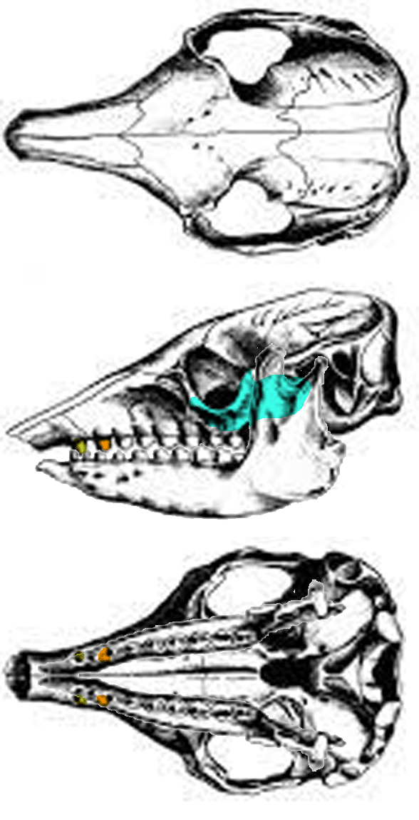 chaetophractus vellerosus skull 4 views