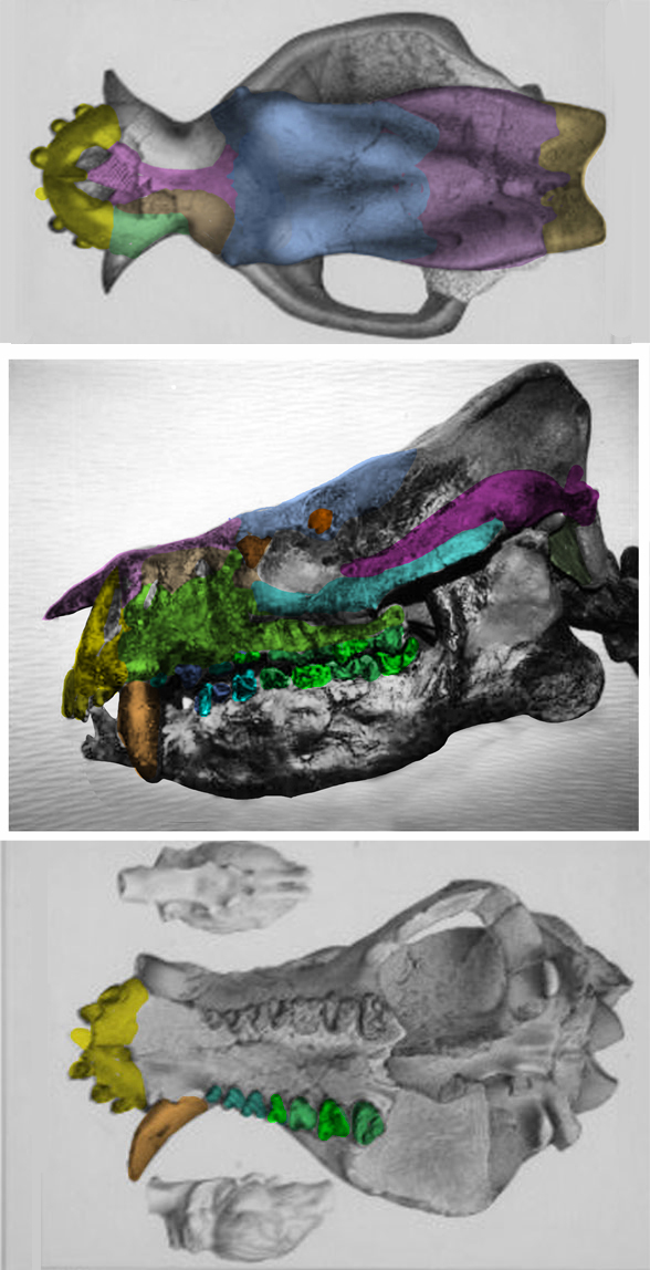 Coryphodon skull