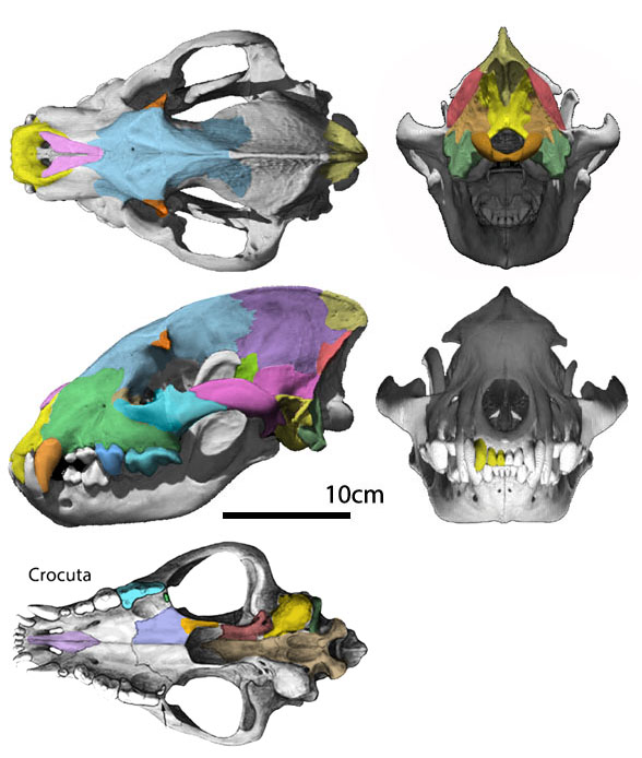 Crocuta skull 