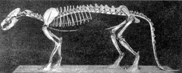 Daphoenus lateral view old shot