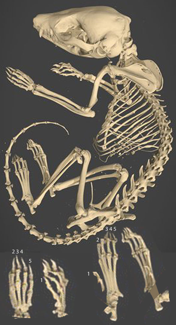 Dasycercus skeleton