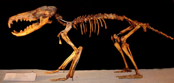 Deinogalerix skeleton