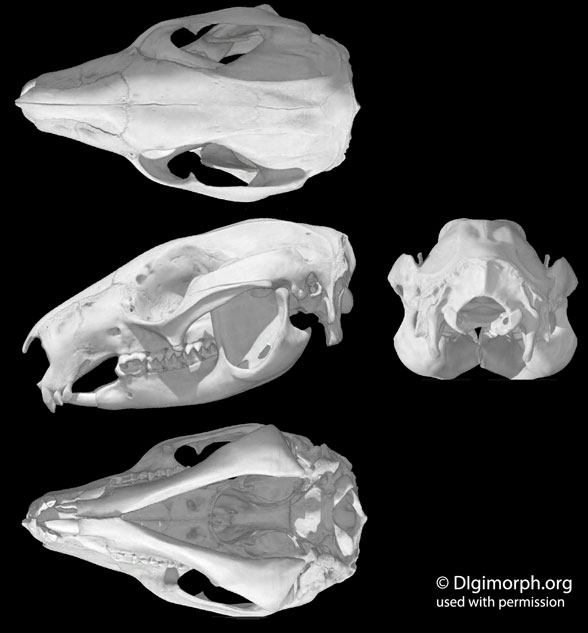 Dendrolagus skull+