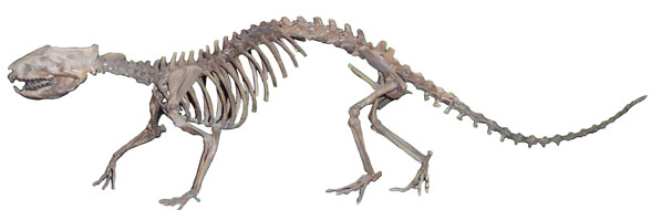 Didelphodon lateral