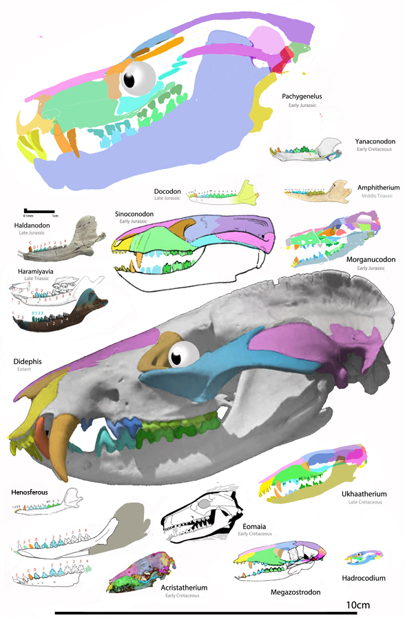 early mammal skulls to scale