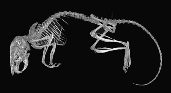 Eliomys skeleton