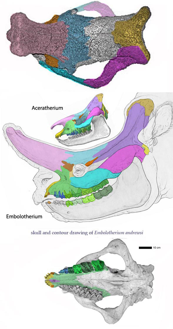 Embolotherium skull