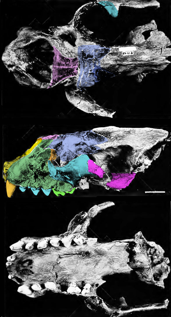 Enaliarctos skull