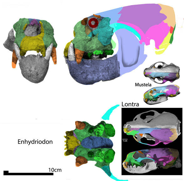 Enhydriodon partial skull