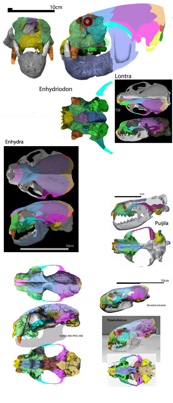 Enhydriodon partial skull