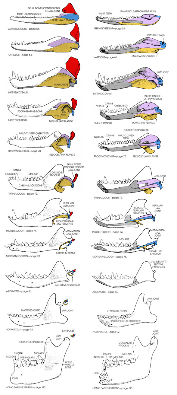 evolution of the middle ear