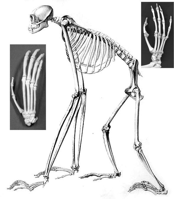 Hylobates gibbon skeleton