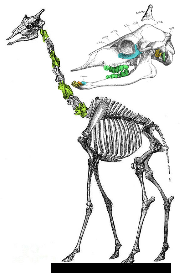 Giraffa skeleton