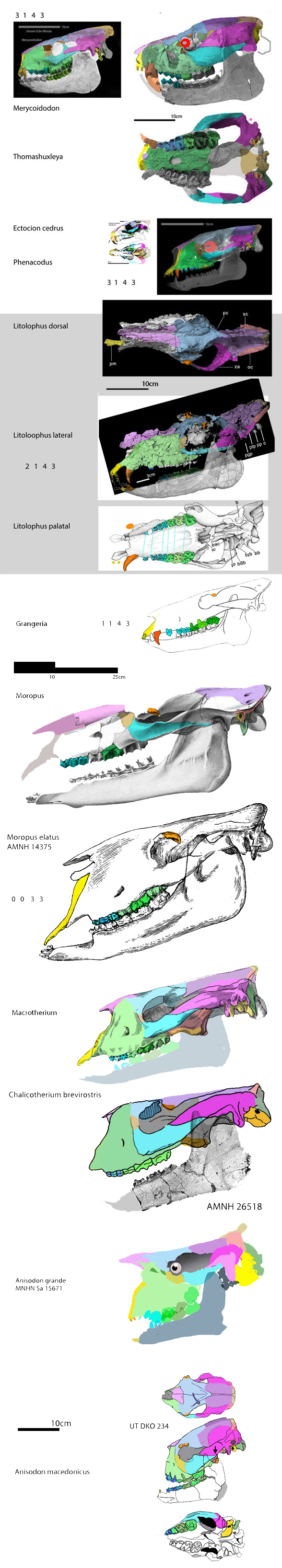 Grangeria, Merycoidodon and several chalicotheres to scale