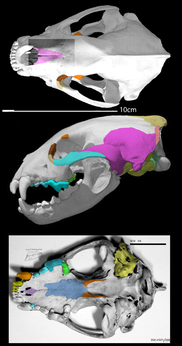 Gulo skull