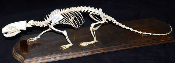 Herpestes skeleton