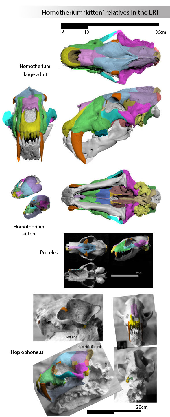 Homotherium skull