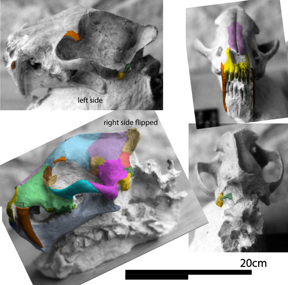 Hoplophoneus skull