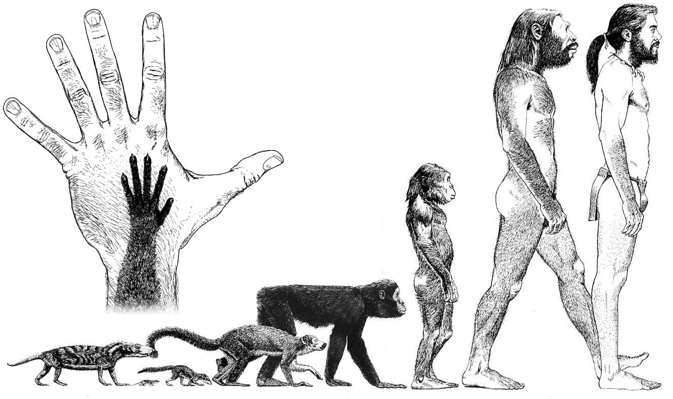 Human Evolution