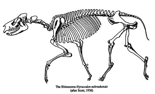 Hyracodon