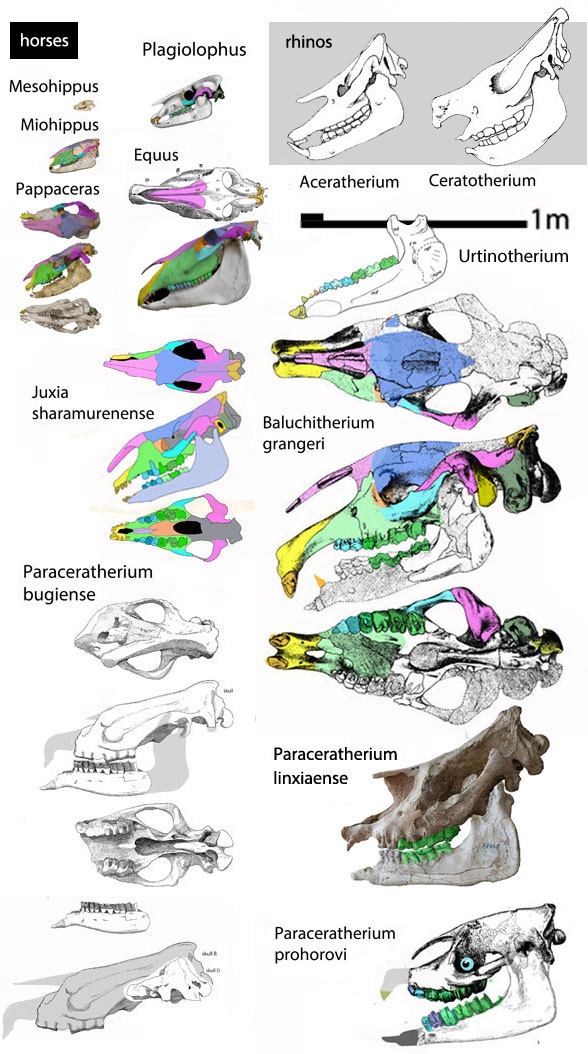 Paraceratherium and kin skulls