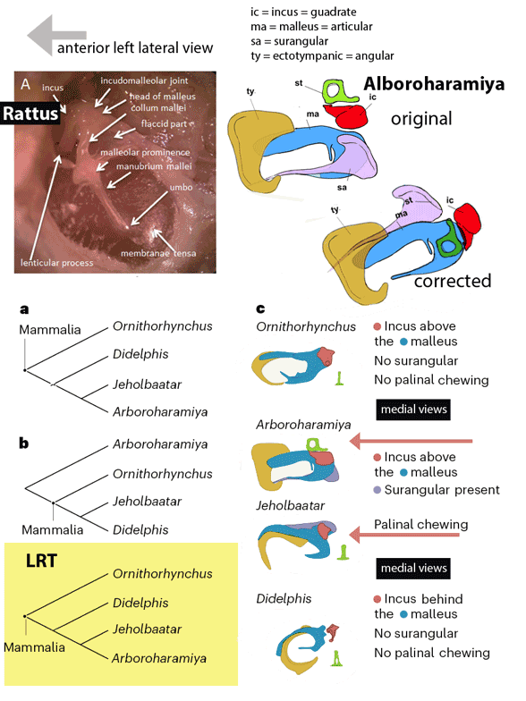 Jeholbaatar ear diagram