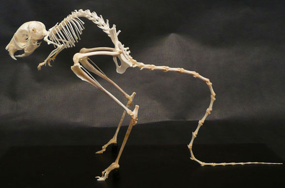 Jerboa skeleton