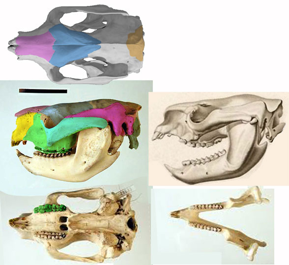 Phascolarctos skull