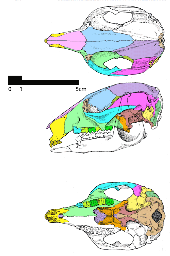 Lagostrophus skull