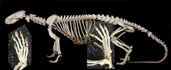 Lontra skeleton