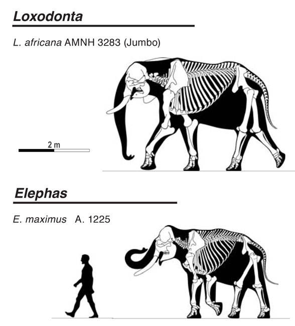 Loxodonta and Elephas