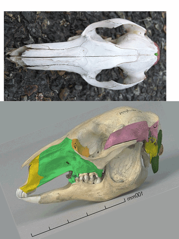 Macropus skull