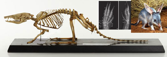 Macrotis skeleton