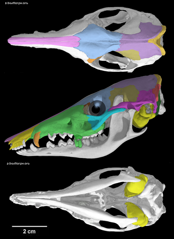 Macrotis skull