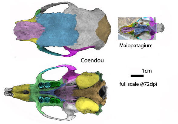 Maiopatagium skull compared to Coendou the porcupine