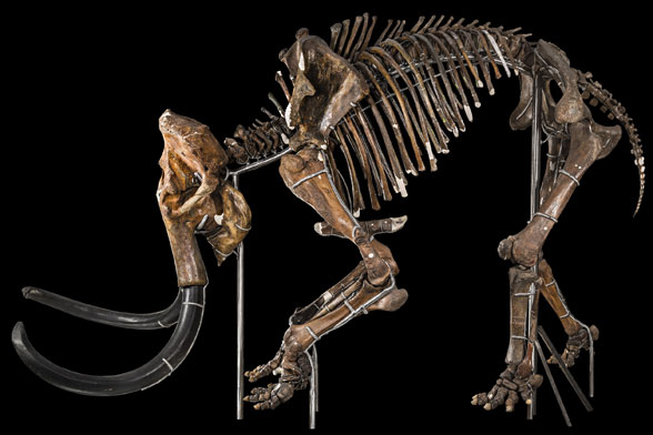 Mammuthus lateral view skeleton