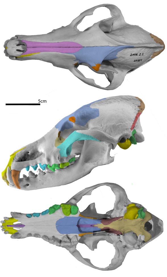 Chrysocyon skull 