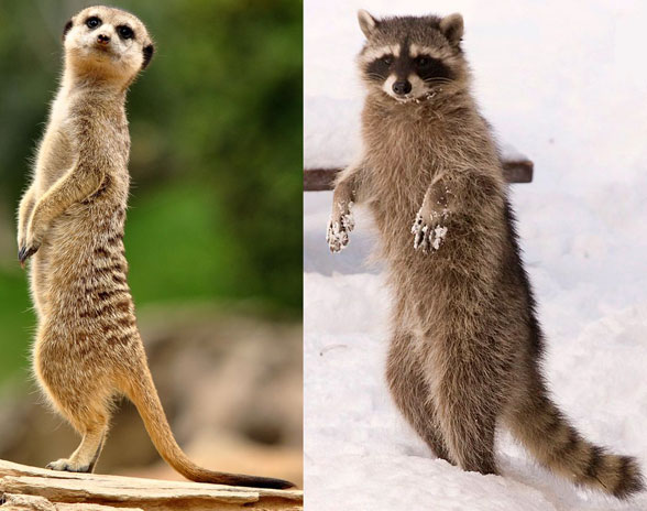 Meerkat and raccoon Procyon and Suritcata