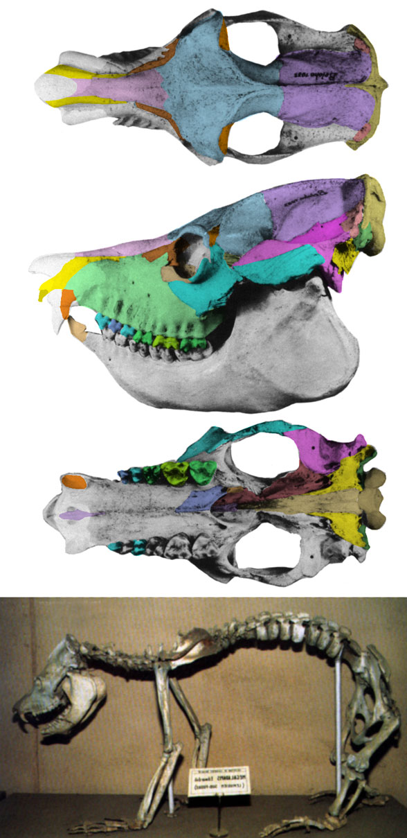 Megaladapis skull and skeleton