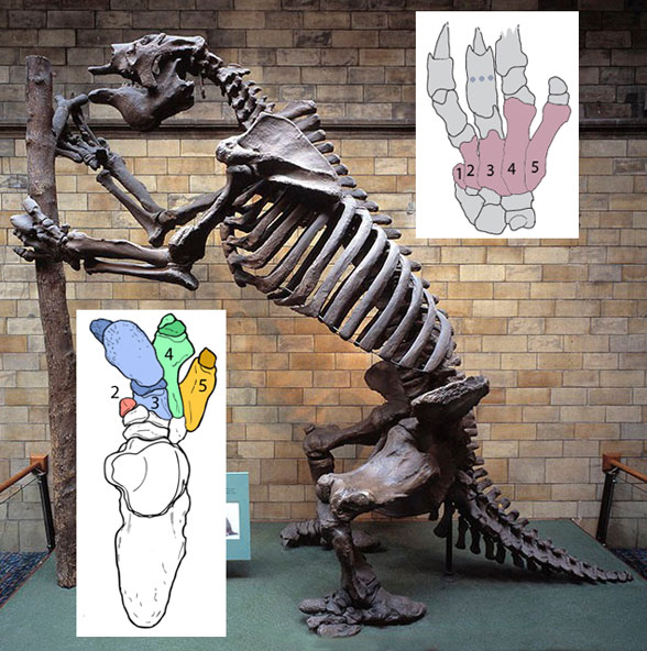Megatherium museum mount